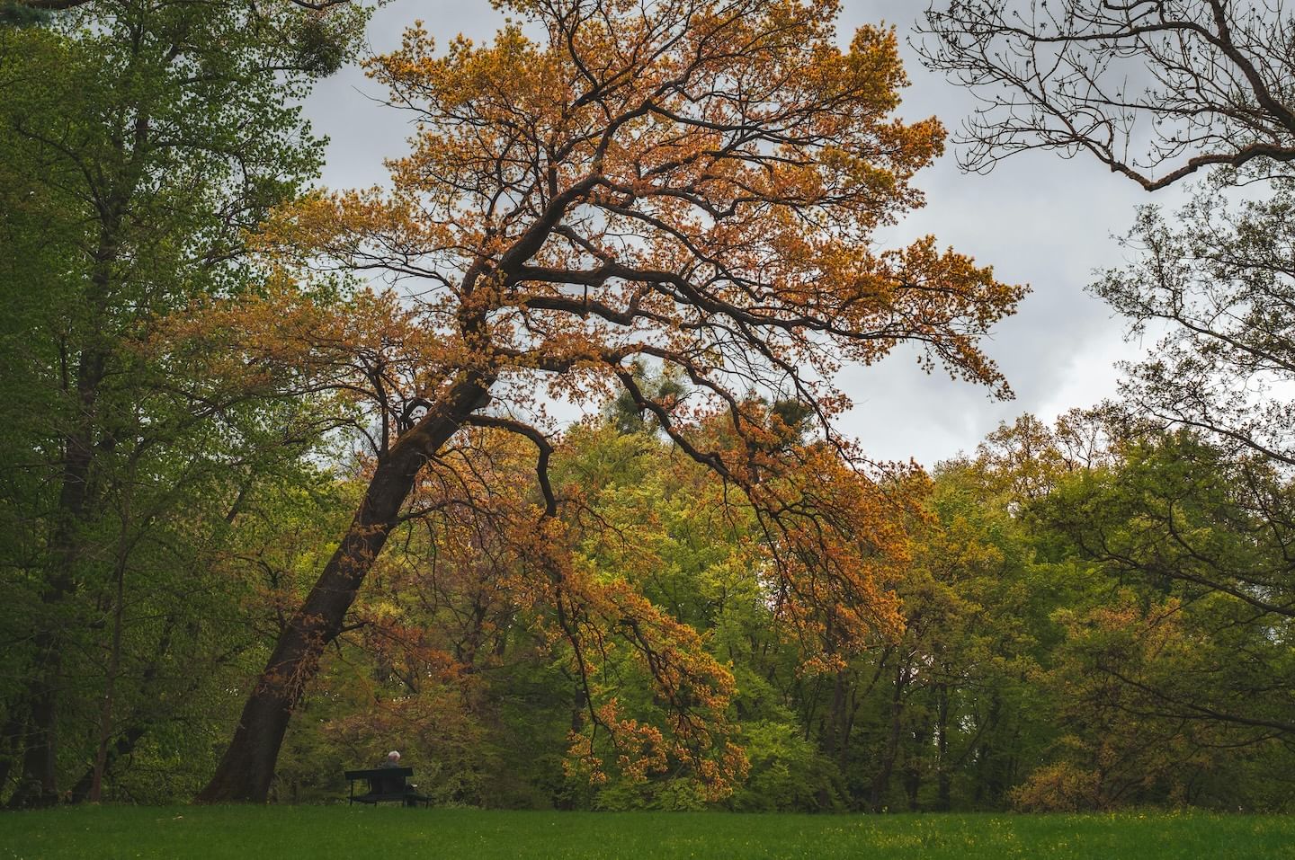 Tree Hauling for Tangipahoa Parish
