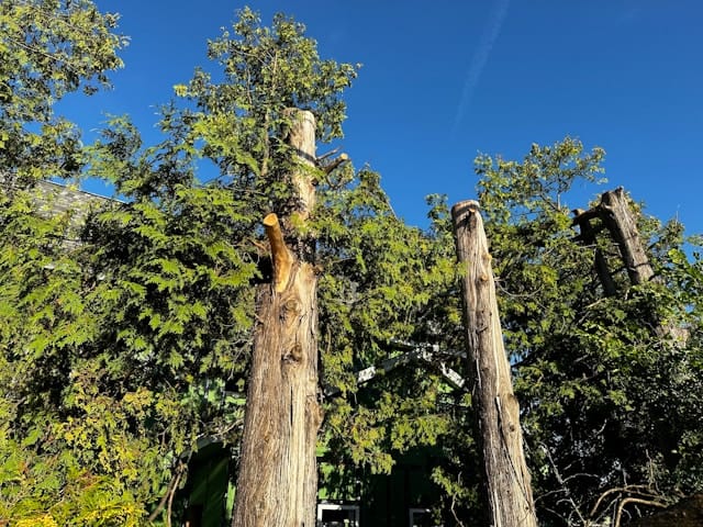 Tree trimming services in Manchac focused on healthy growth and safety Tree trimming services in Manchac focused on healthy growth and safety