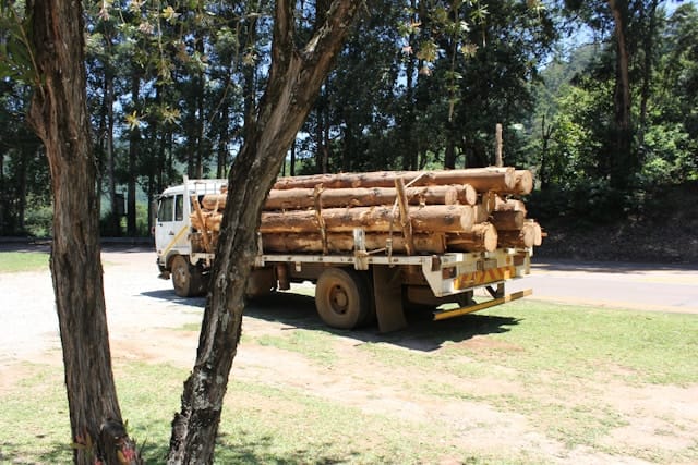Tree hauling services in Manchac removing logs and debris Tree hauling services in Manchac removing logs and debris