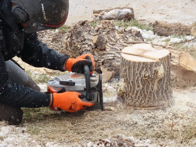Stump removal services in Manchac with full root cleanup Stump removal services in Manchac with full root cleanup