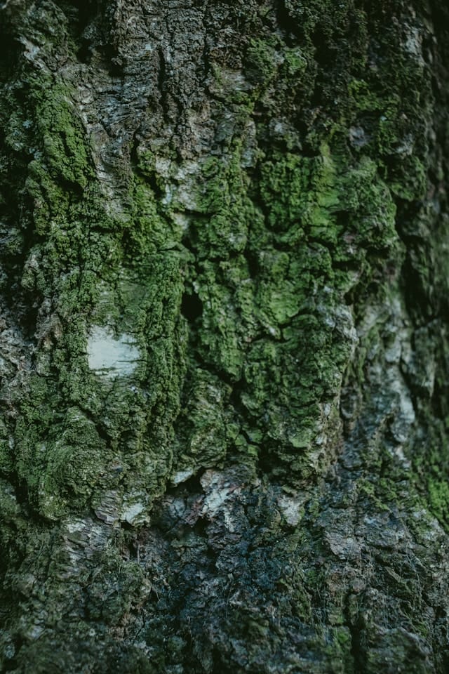 Tree disease treatment in Manchac addressing bark and pest damage Tree disease treatment in Manchac addressing bark and pest damage