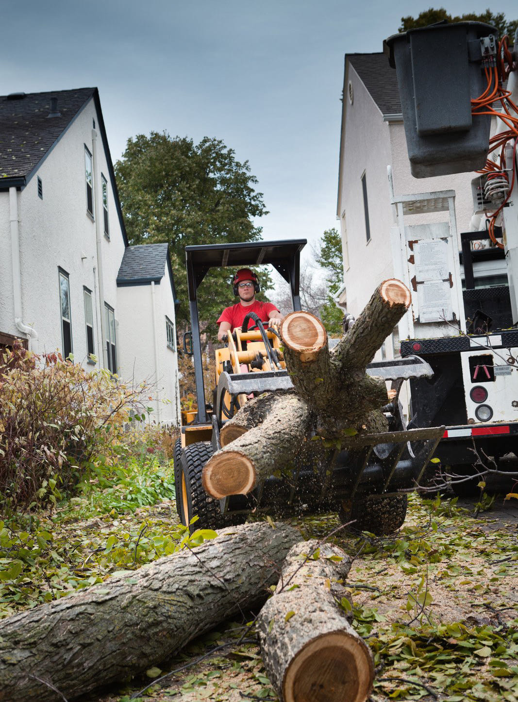 Professional tree service hauling cut tree logs from residential property Professional tree service hauling cut tree logs from residential property