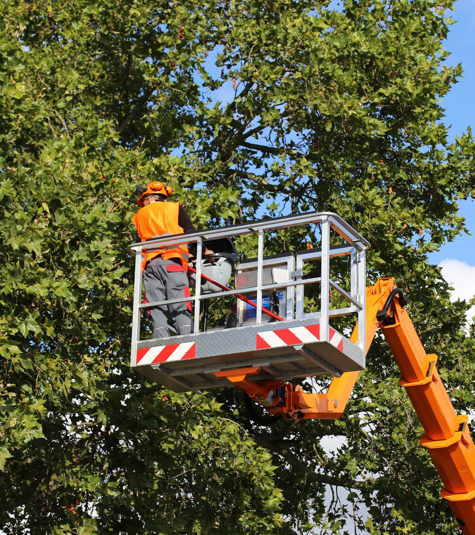 Tree trimming in New Orleans using a bucket truck for safe canopy maintenance Tree trimming in New Orleans using a bucket truck for safe canopy maintenance