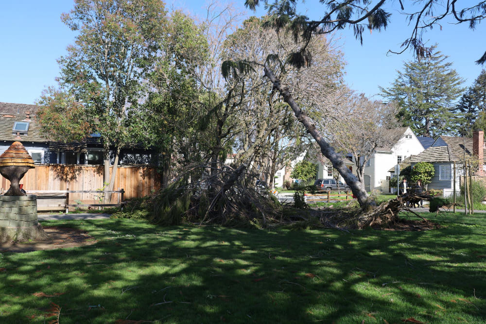 Storm-damaged tree fallen in residential yard requiring emergency cleanup