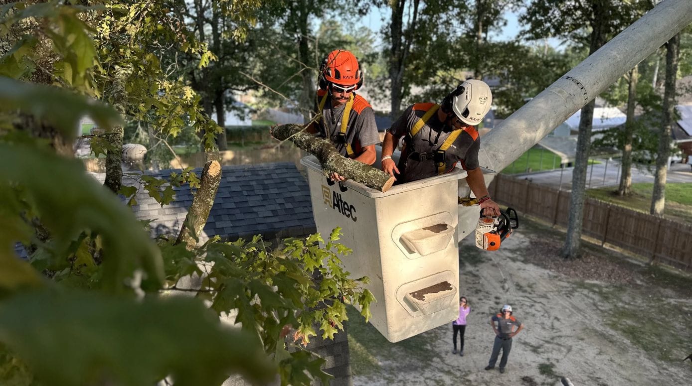 Tree Removal Services in Amite, LA