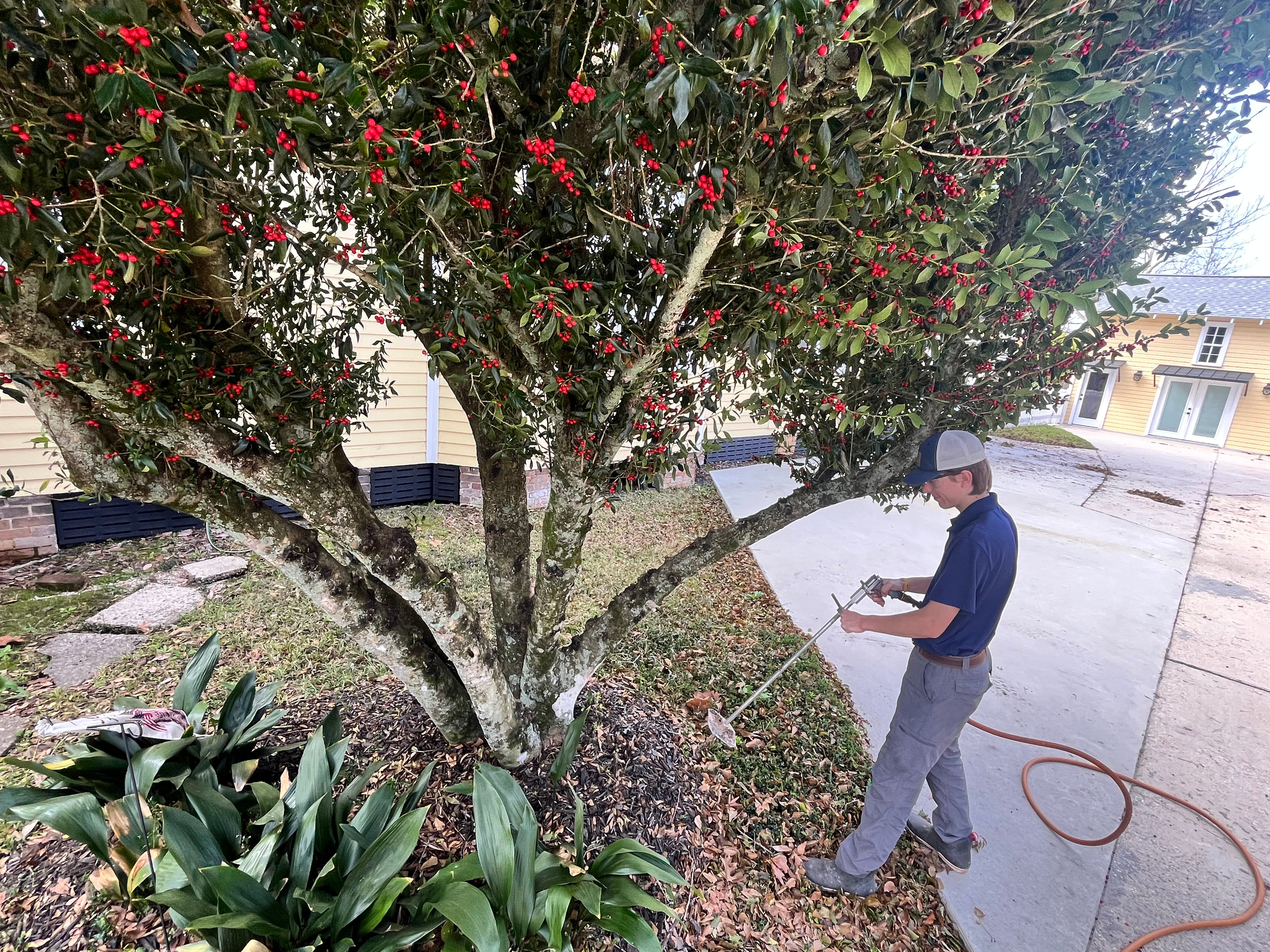 Tree & Plant Healthcare Services in Denham Springs, LA