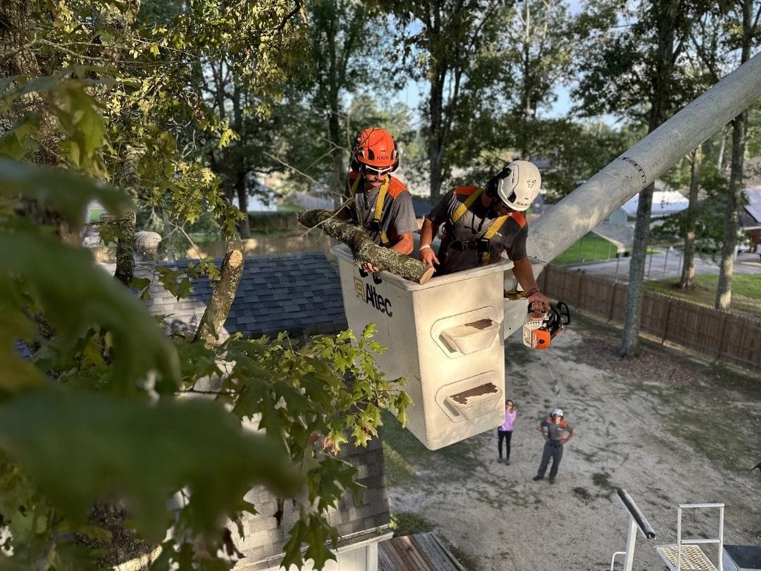 Certified Arborists in East Baton Rouge, LA