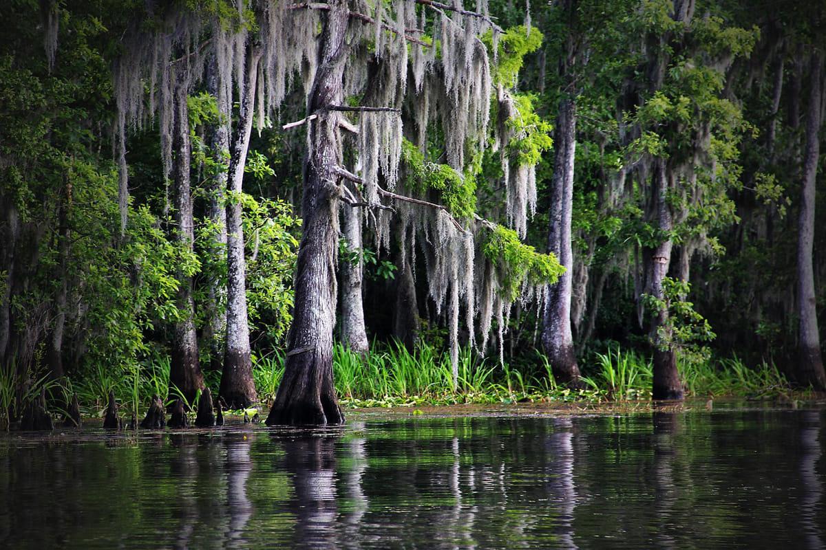 Spanish moss hanging on a tree in swamp
